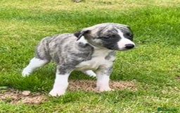Whippet dogs for sale: SUPER KC Whippet puppies Show bred - Image 3