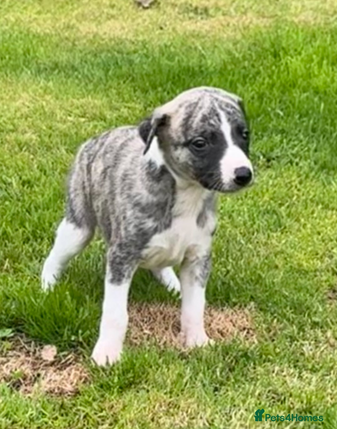 Whippet dogs for sale: SUPER KC Whippet puppies Show bred - Image 3