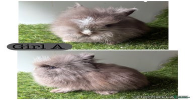 Lionhead rabbits - Advert 4