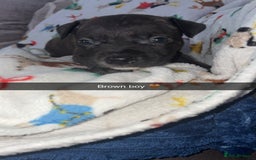 Staffordshire Bull Terrier dogs for sale: Staffordshire bull terrier puppies  - Image 4