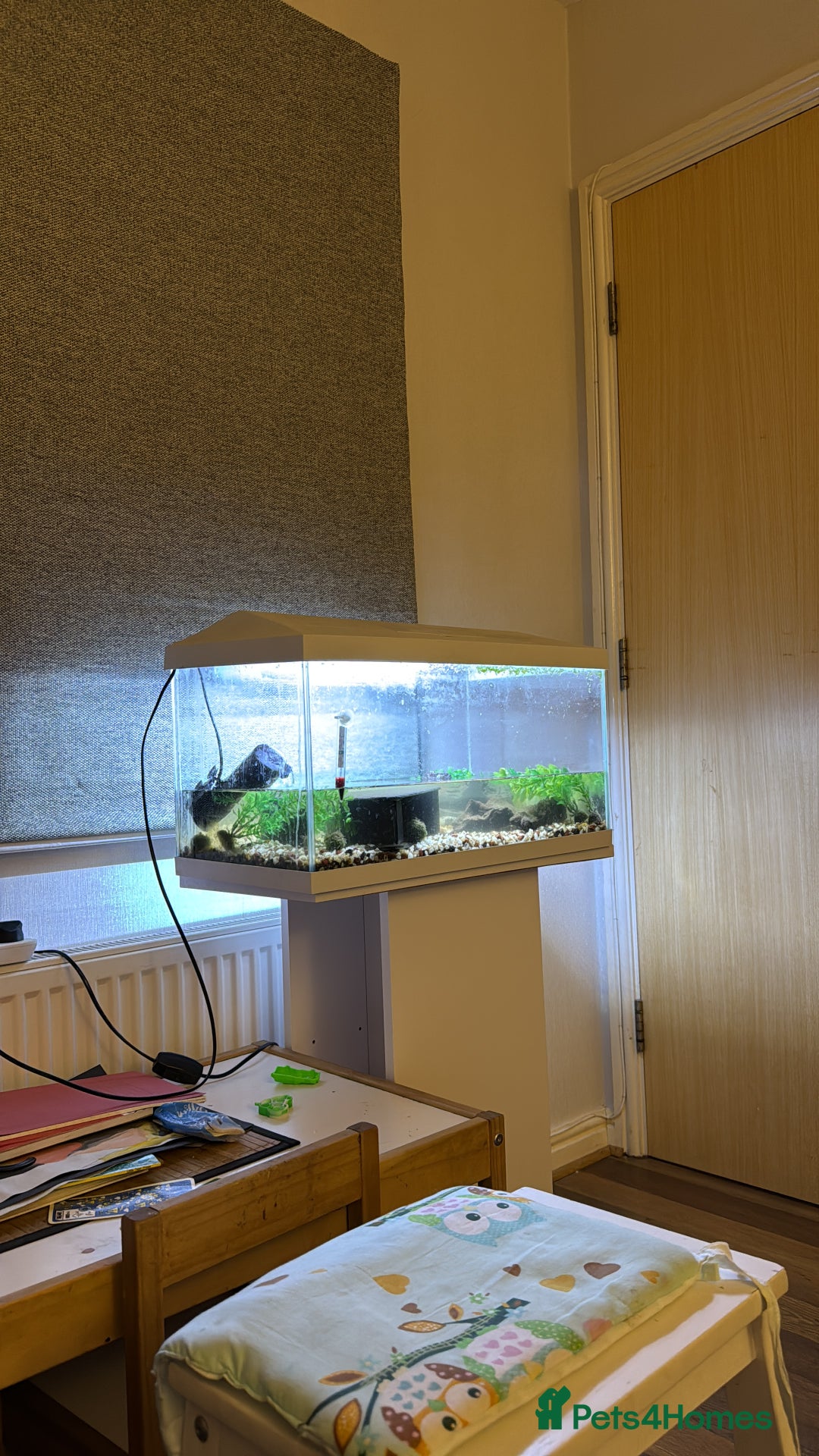 Lobsters fish for sale: Red claw lobster  - Advert 5