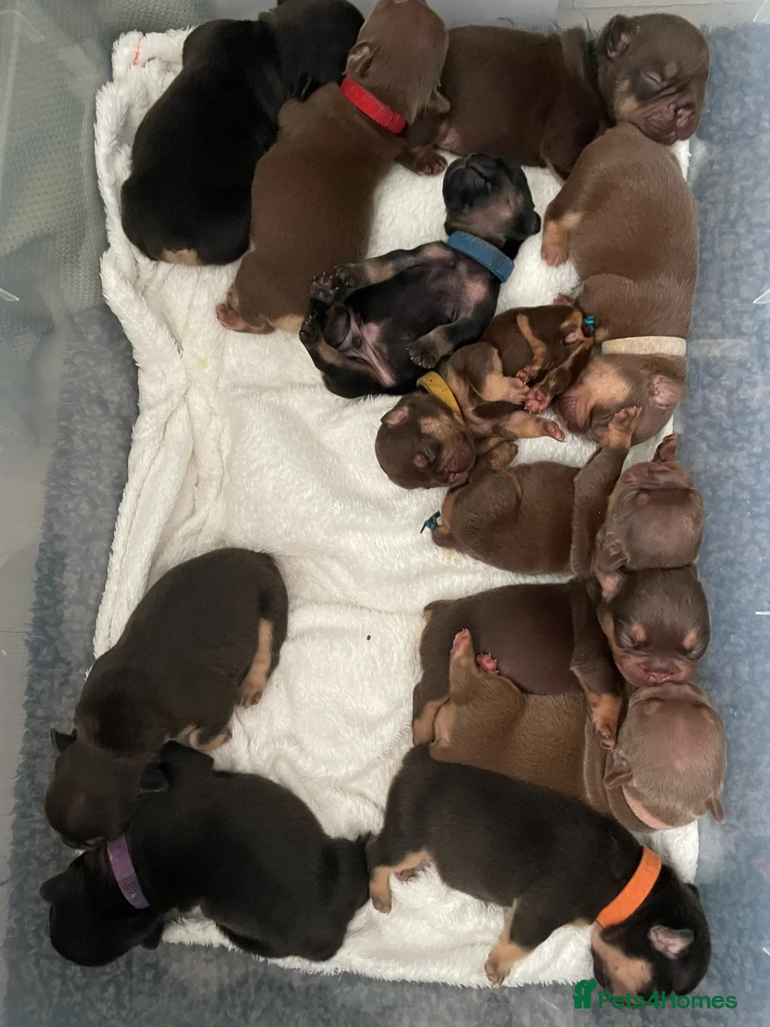 French Bulldog dogs for sale: Frenchies in Chocolate & Tan and Rojo - Advert 17