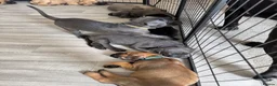 Cane Corso dogs for sale: Cane corso puppies🐶🐾 - Advert 4