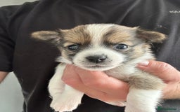 Chihuahua dogs for sale: Chihuahua X puppies  - Image 8