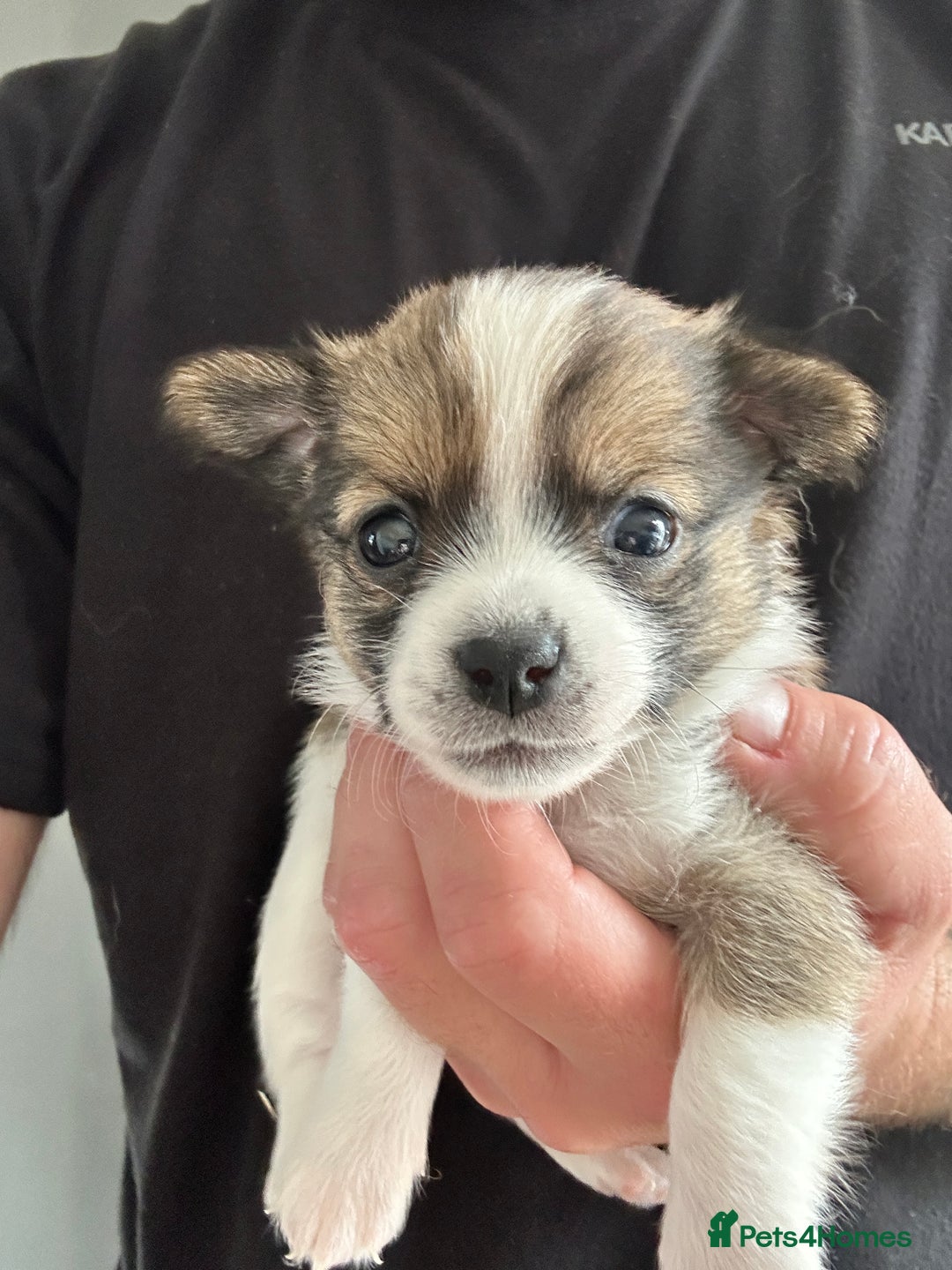 Chihuahua dogs for sale: Chihuahua X puppies  - Image 8