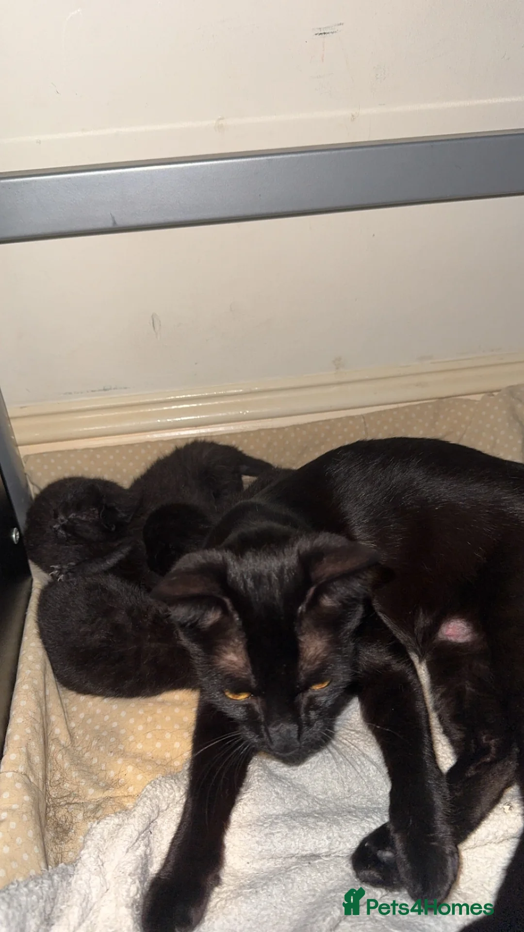 Siamese cats for sale: Fluffy Siamese cross  - Advert 4