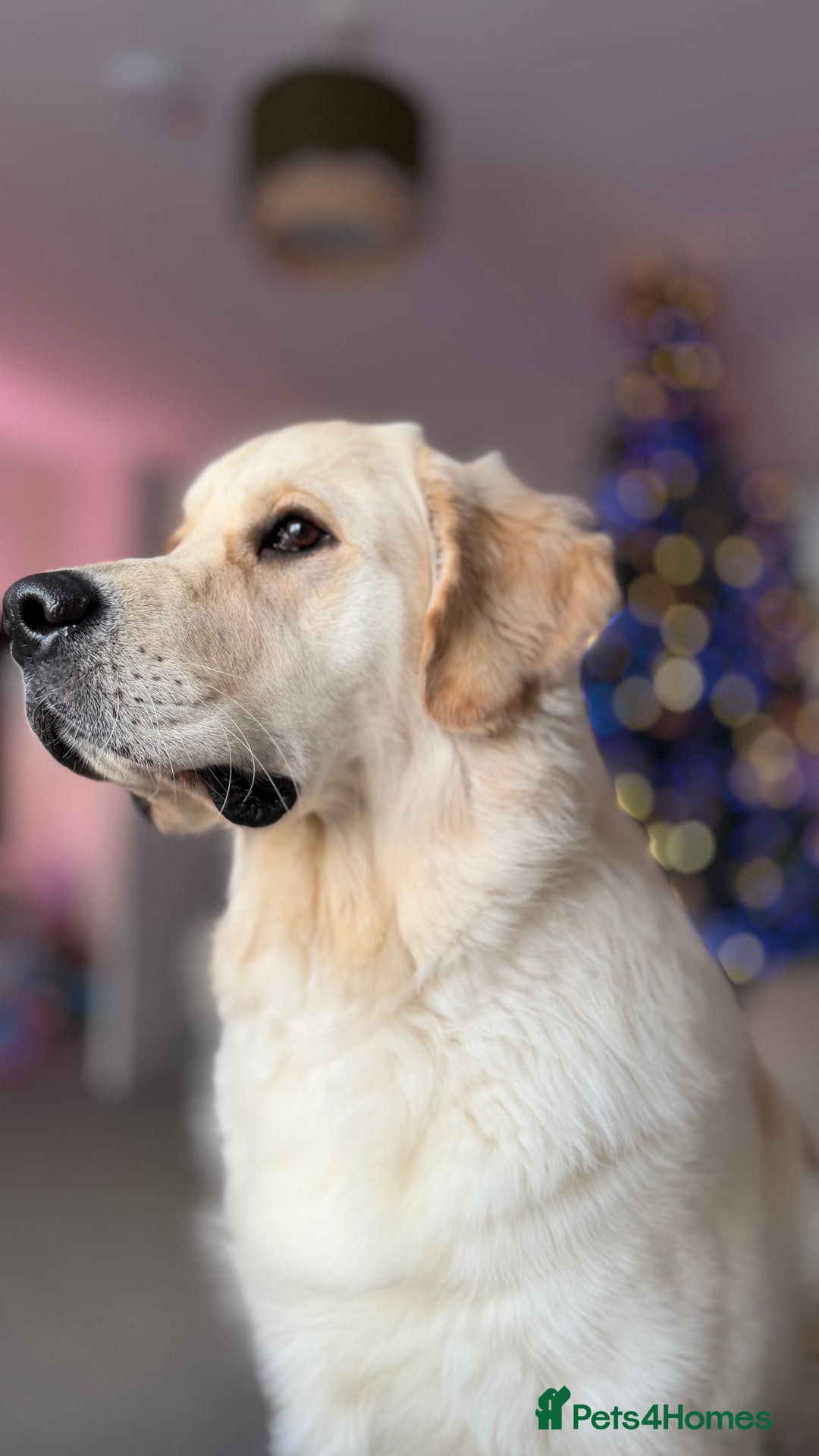 Golden Retriever dogs for sale: 11 month old Golden Retriever male  - Advert 1