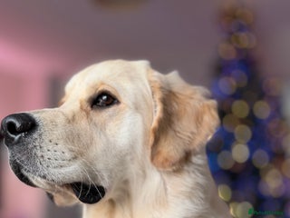 Golden Retriever dogs 11 month old Golden Retriever male - Advert 6