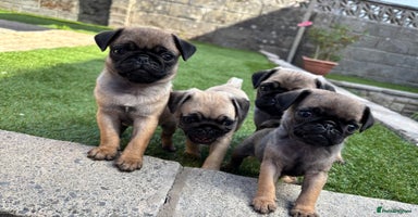 Pug dogs - Advert 1