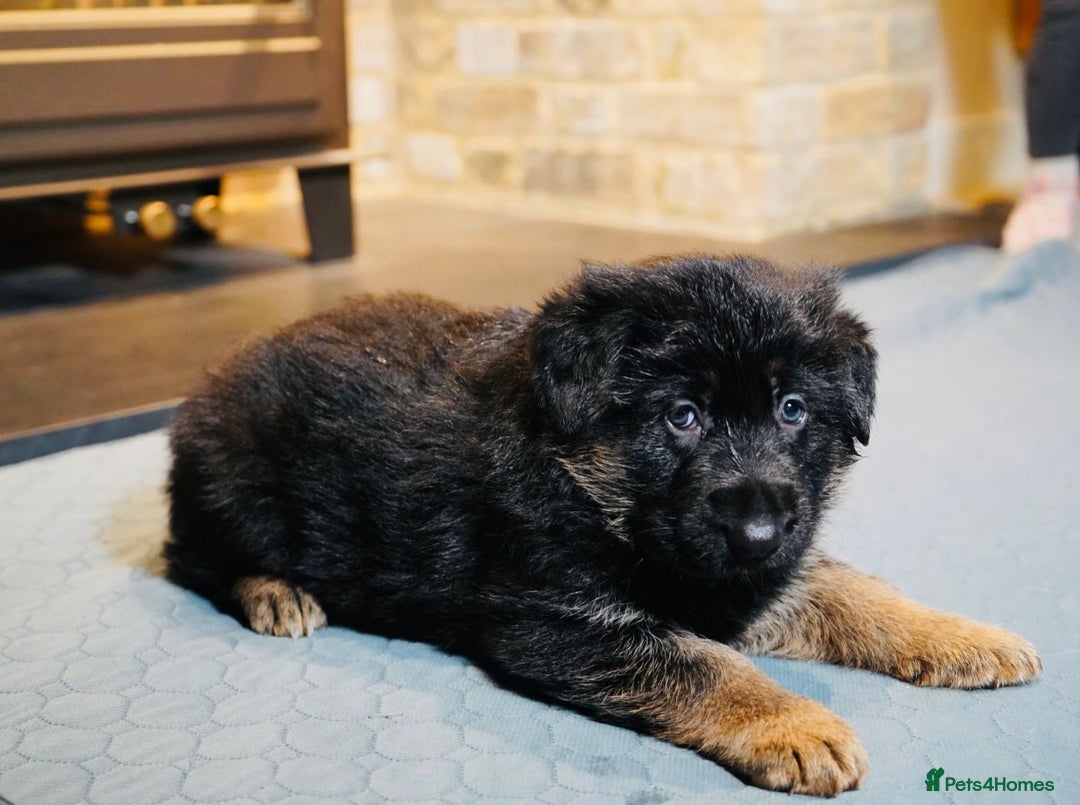 German Shepherd dogs for sale: KC Registered German Shepard Babies 🐾🐾🐾 - Advert 1