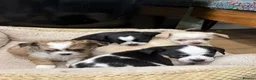 Chihuahua dogs for sale: 4 gorgeous chihuahua puppies - Advert 1