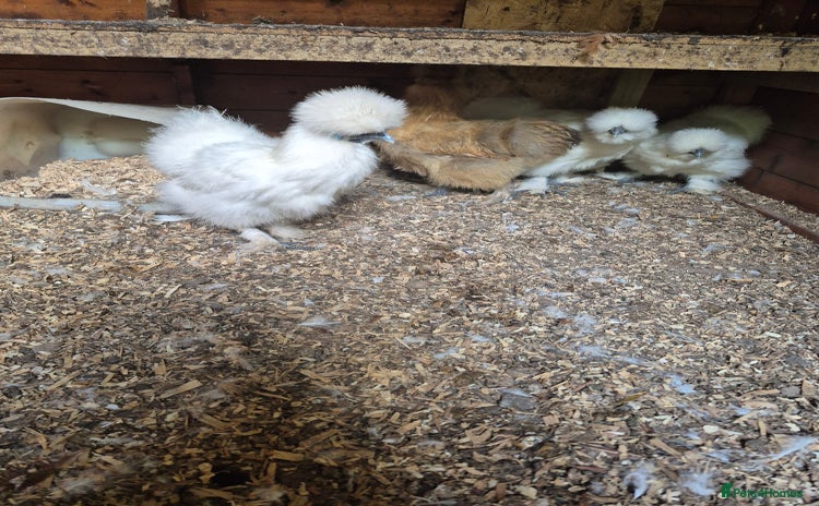 Chickens poultry - Advert 6