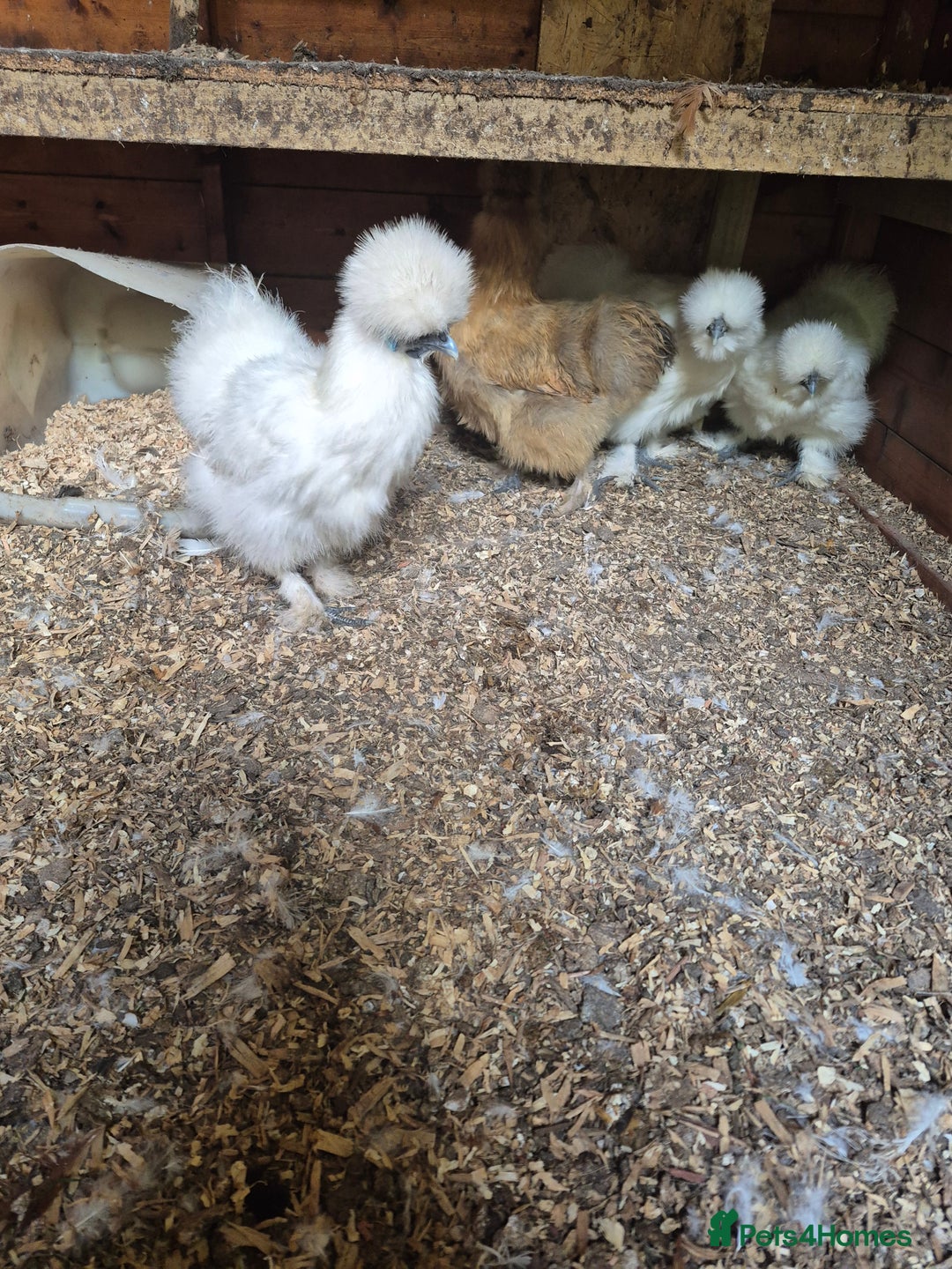 Chickens poultry for sale: Bearded silkies for sale - Image 1