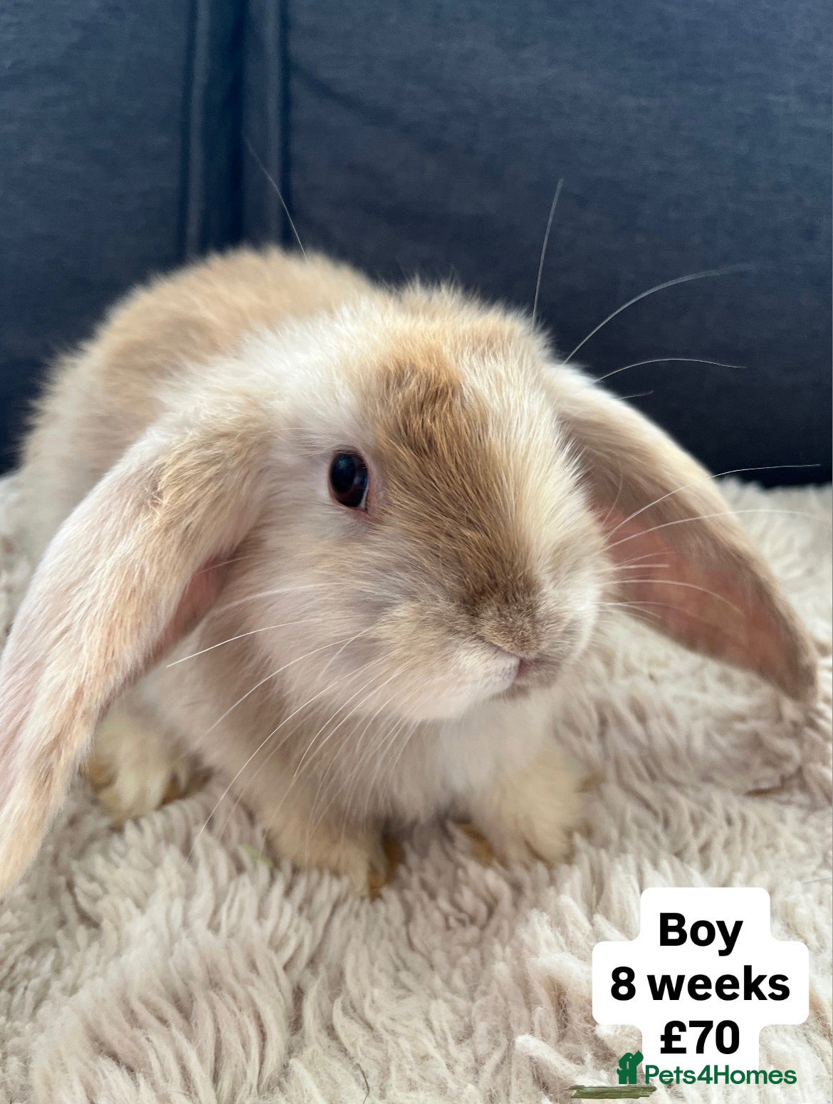 Mini Lop rabbits 🐰 Beautiful Bunny’s 🐰  - Advert 2