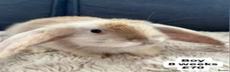 Mini Lop rabbits for sale: 🐰 Beautiful Bunny’s 🐰  - Advert 1