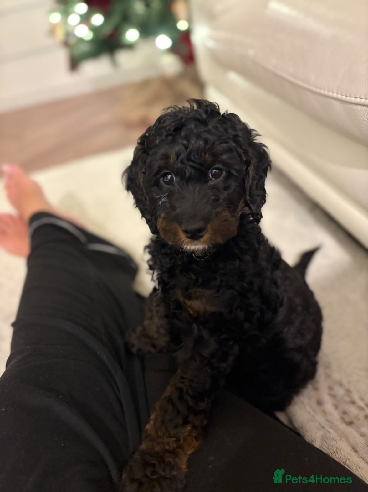 Cockapoo dogs Boy cockapoo for sale  - Advert 1