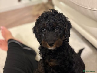 Cockapoo dogs Boy cockapoo for sale - Advert 1