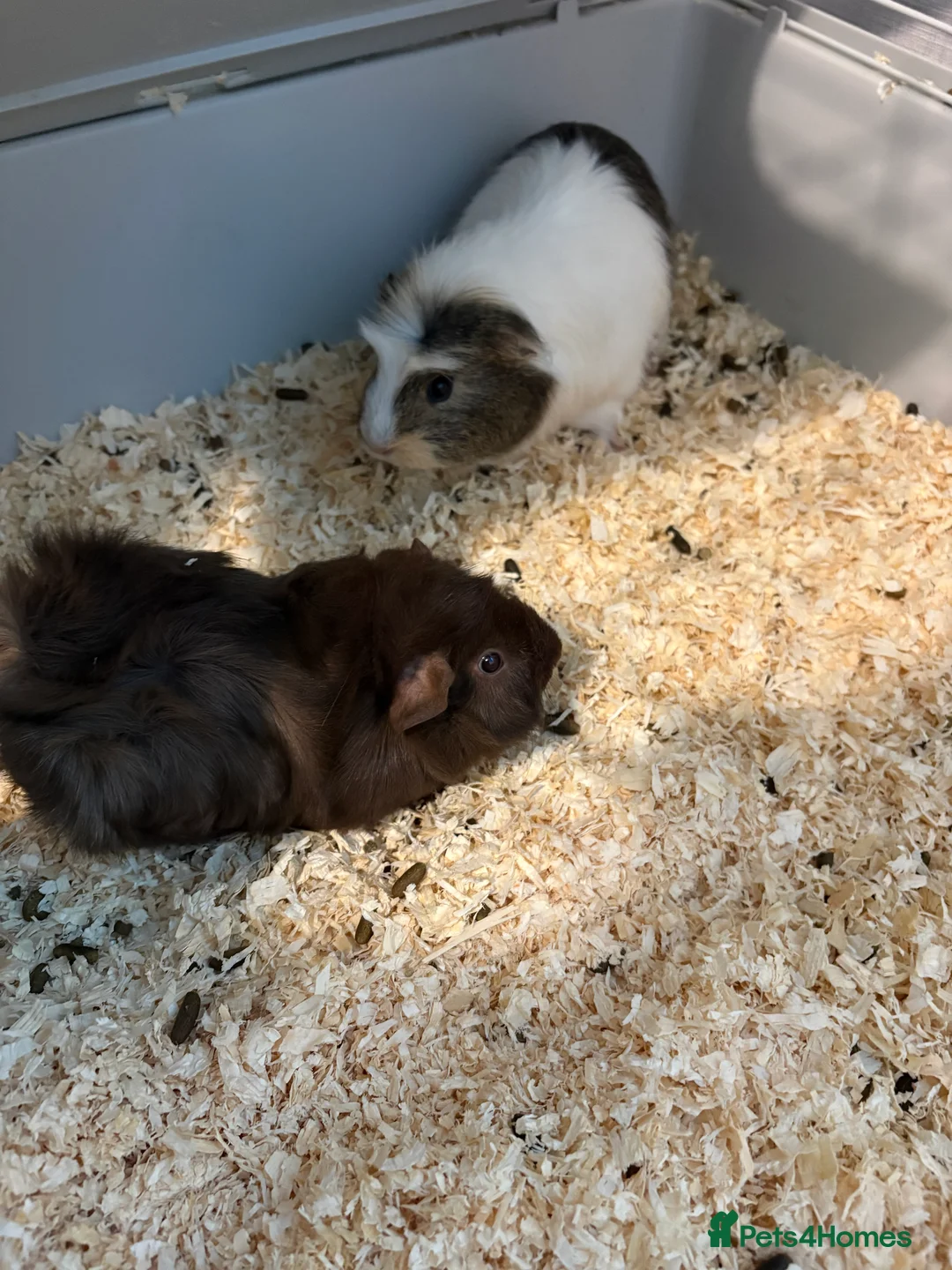 Guinea Pig rodents for sale: 4 Female Guinea Pigs - Advert 2