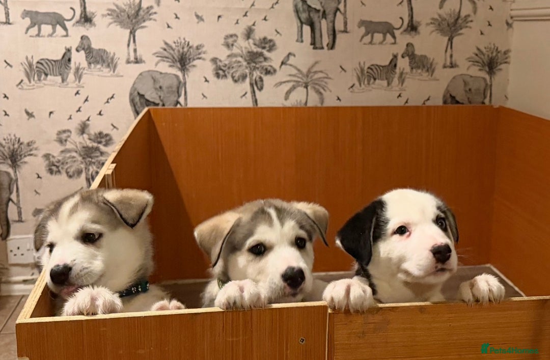 Siberian Husky dogs for sale: Husky Puppies – Ready 22/12/25 🐾  - Advert 24