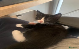 Domestic Shorthair cats for sale: Tuxedo Kitten for sale - Image 4