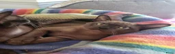 Burmese cats for sale: Pedigree brown male Burmese kitten  - Advert 3