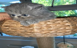 Persian cats for sale: *5 Generations Pedigree Persian Kittens - Image 15