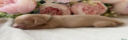 Miniature Dachshund dogs for sale: Cream long haired mini dachshund  in Maidstone - Advert 10