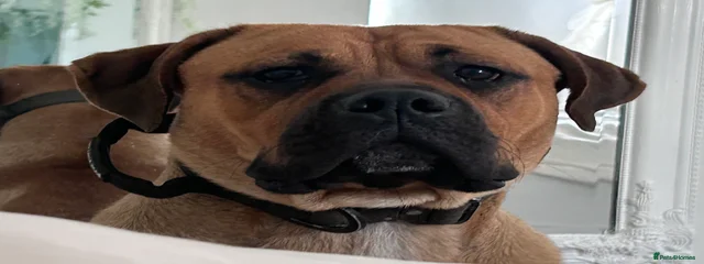 Mahnie