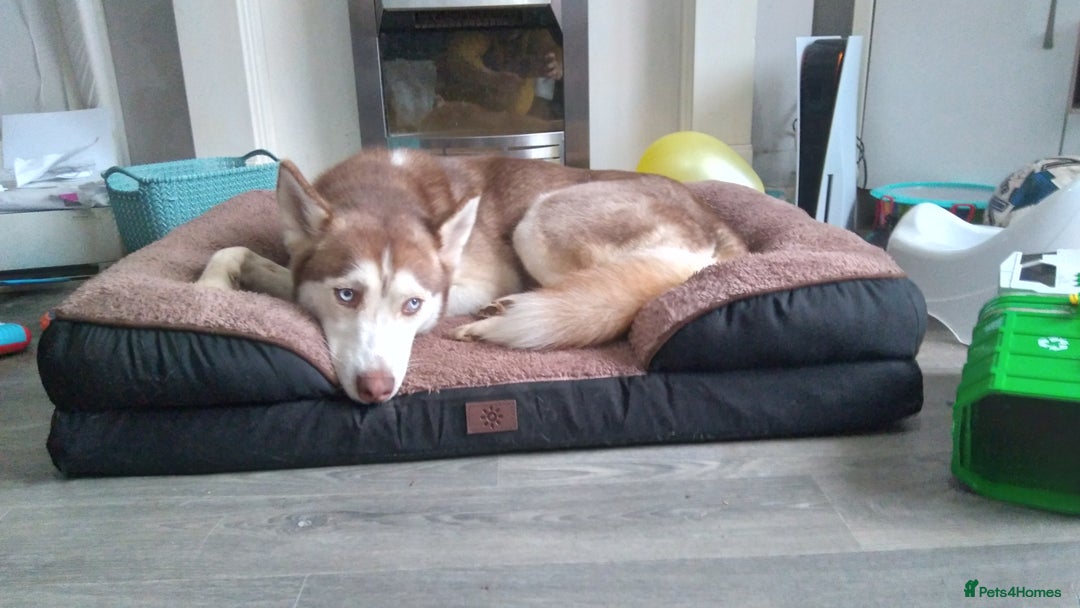 Siberian Husky dogs for sale: Female siberian husky - Advert 6