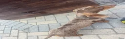 Miniature Dachshund dogs for sale: Dapple Miniature dachshund 3 years old female  - Advert 2