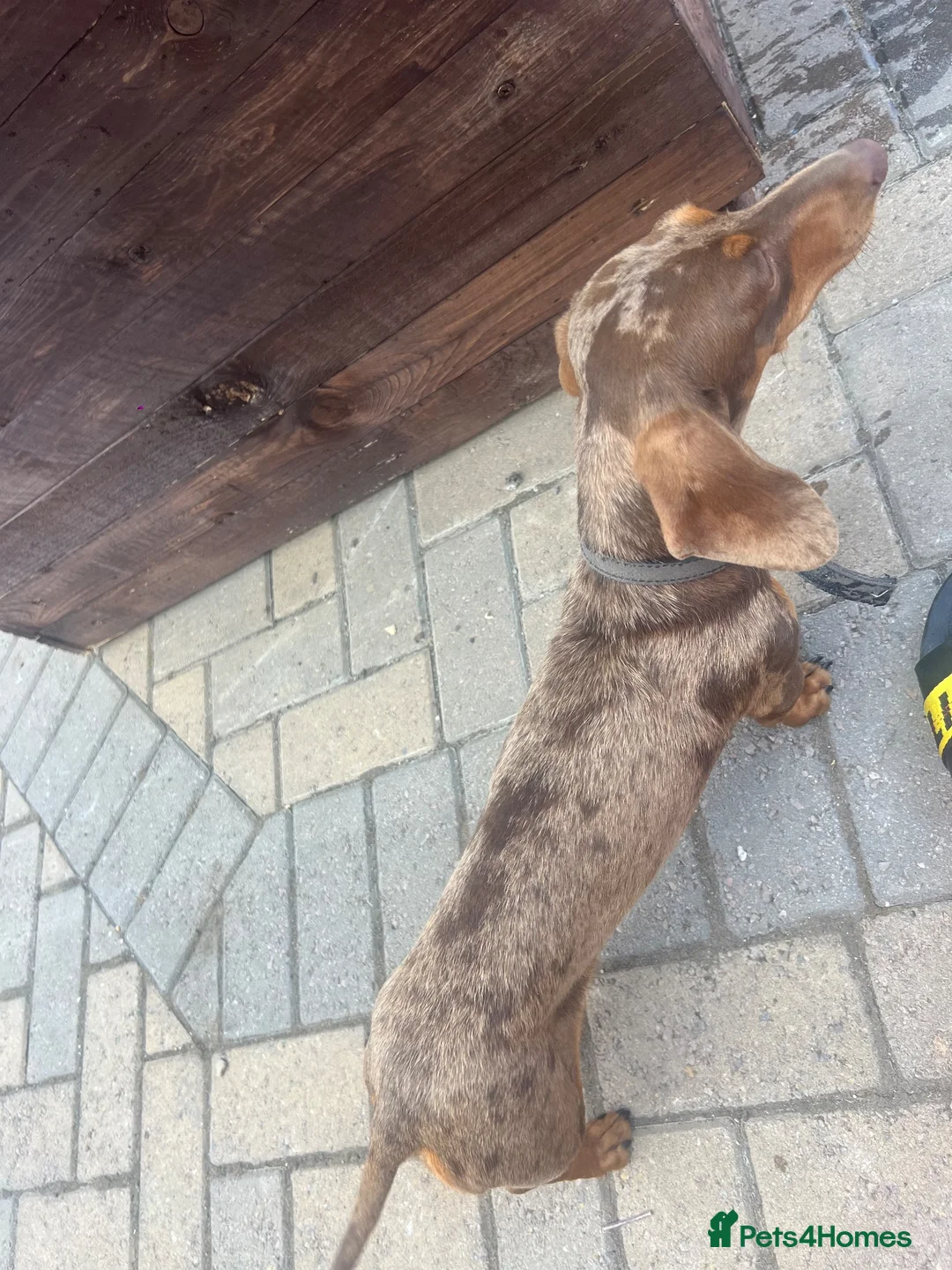 Miniature Dachshund dogs for sale: Dapple Miniature dachshund 3 years old female  - Advert 2