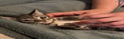 Domestic Shorthair cats for sale: Kittens for sale - Advert 3