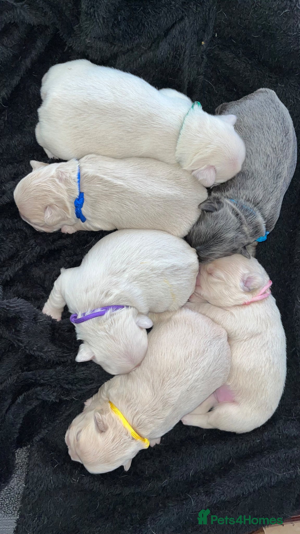 French Bulldog dogs Fluffy Frenchie’s  - Advert 1