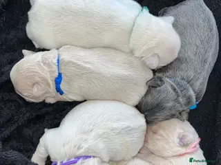 French Bulldog dogs Fluffy Frenchies - Advert 4