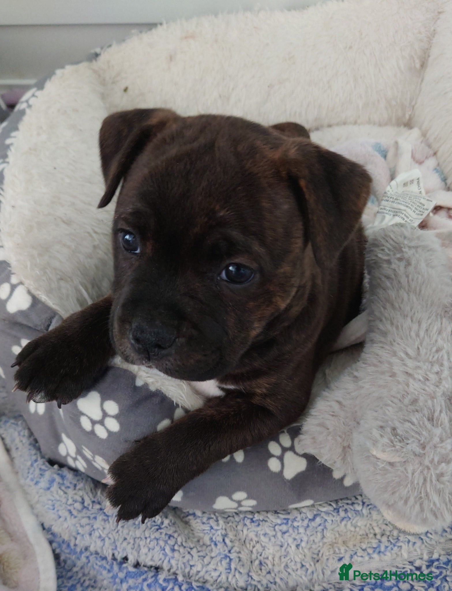Staffordshire Bull Terrier dogs 3X full breed KC Staffordshire bull terrier pups - Advert 7