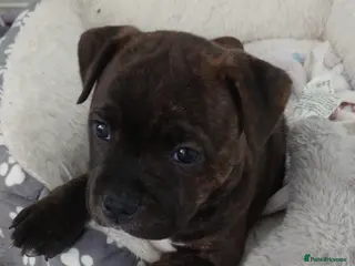 Staffordshire Bull Terrier dogs 3X full breed KC Staffordshire bull terrier pups - Advert 10