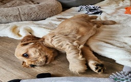 Cocker Spaniel dogs for sale: 🐾 KC Show Cocker Puppies 💛 Fully Health Tested  - Image 13