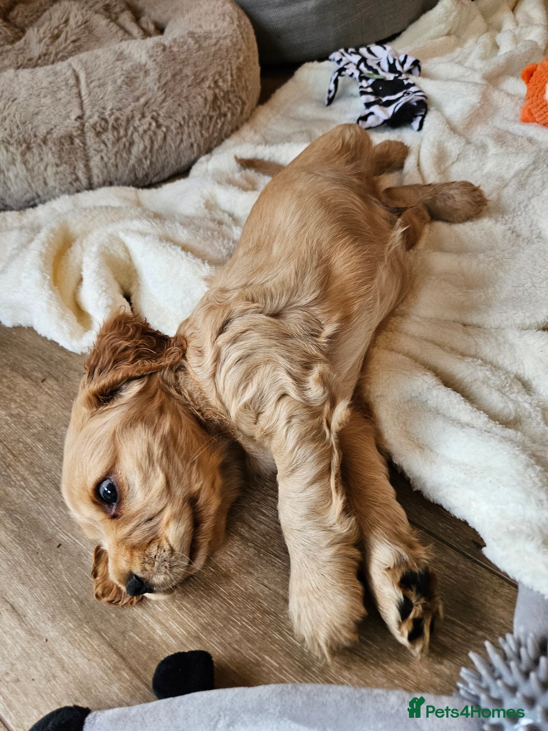 Cocker Spaniel dogs for sale: 🐾 KC Show Cocker Puppies 💛 Fully Health Tested  - Image 13
