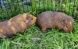 Guinea Pig rodents for sale: Guinea pigs  - Image 8