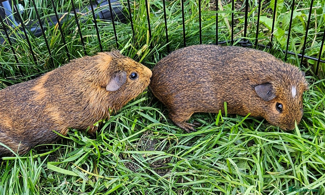 Guinea Pig rodents for sale: Guinea pigs  - Image 8