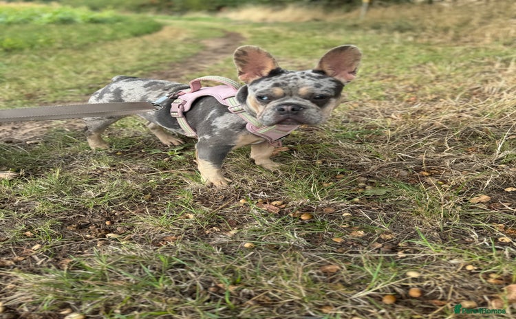 French Bulldog dogs - Advert 9