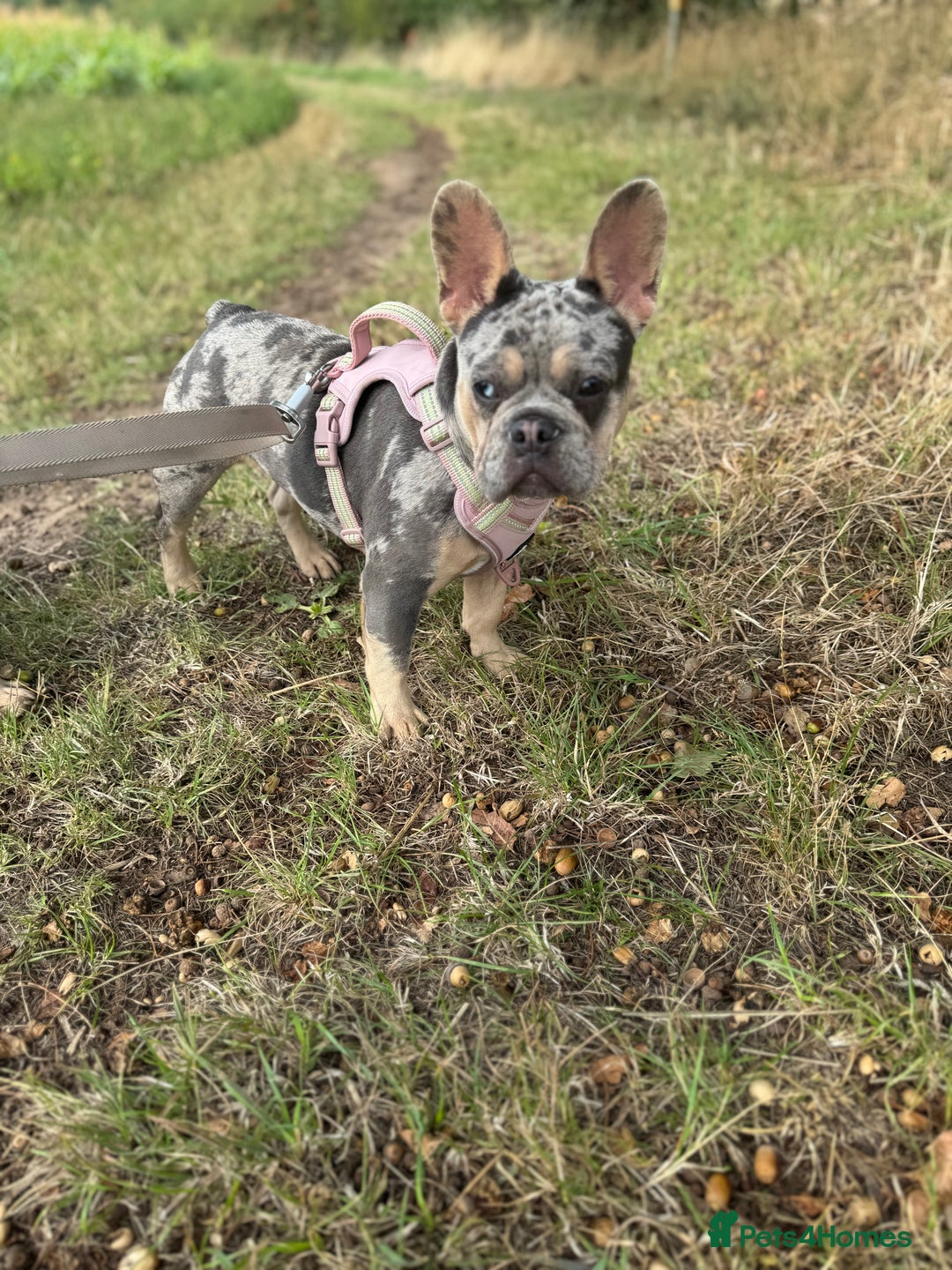 French Bulldog dogs for sale: Merle French bulldog bitch  - Image 1