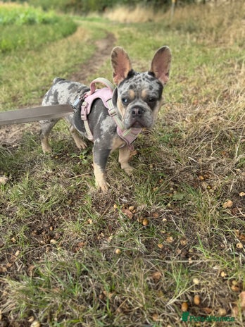French Bulldog dogs - Advert 14