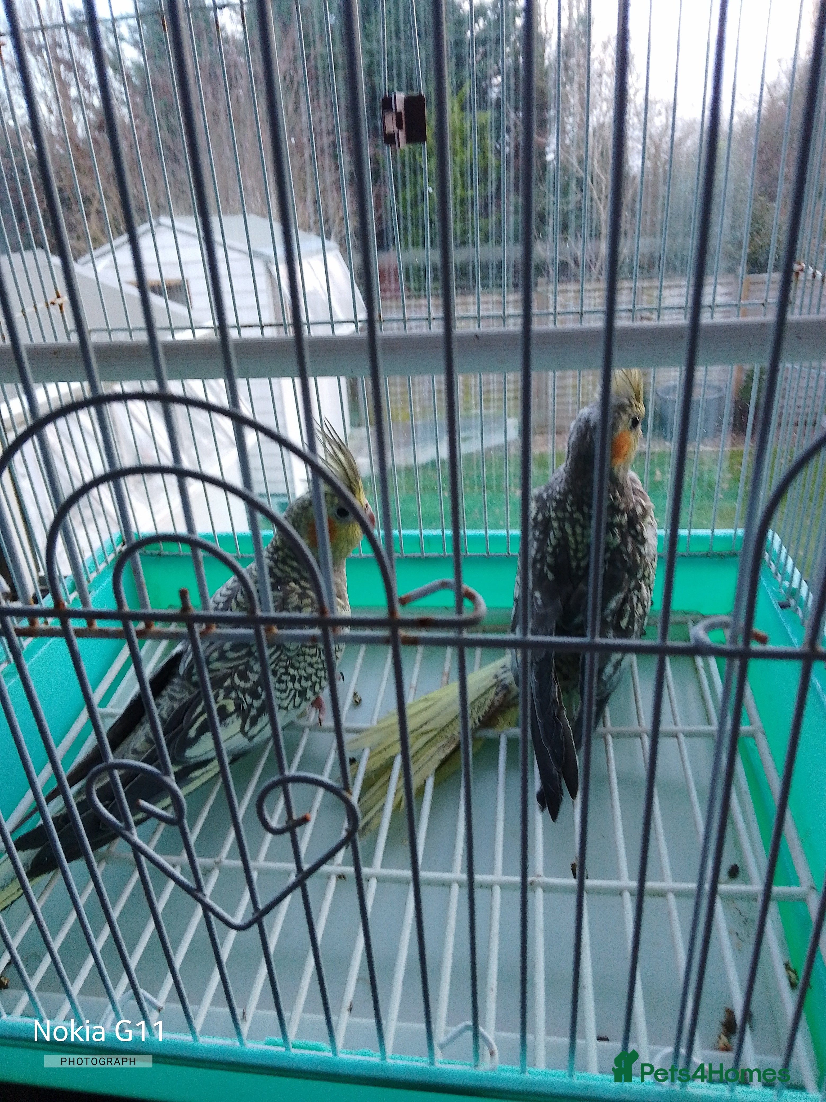 Cockatiels birds cocktails  - Advert 2