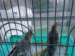 Cockatiels birds cocktails - Advert 1