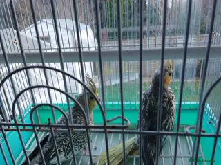 Cockatiels birds cocktails - Advert 6