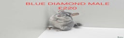 Chinchilla rodents for sale: STUNNING BABIES CHINCHILLA MIX COLOURS AND GENDER  - Advert 11