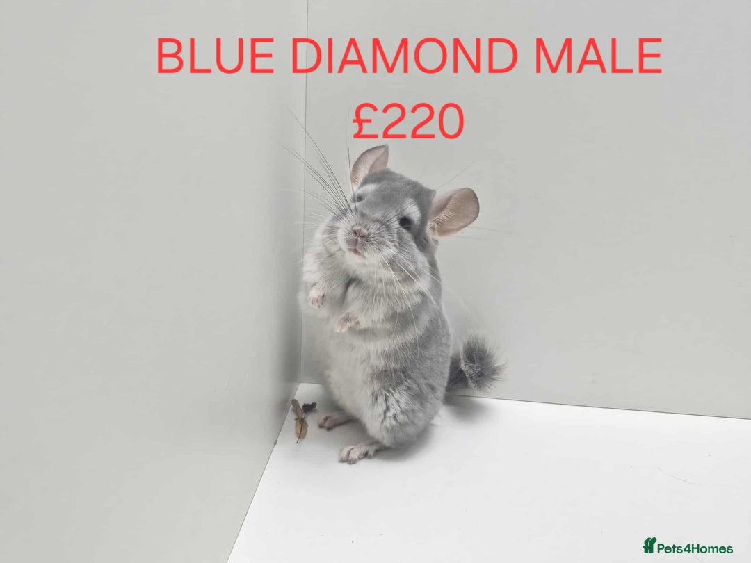 Chinchilla rodents for sale: STUNNING BABIES CHINCHILLA MIX COLOURS AND GENDER  - Advert 11