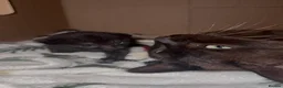 Mixed Breed cats for sale: Beautiful black synths x ragdoll kitten  - Advert 2
