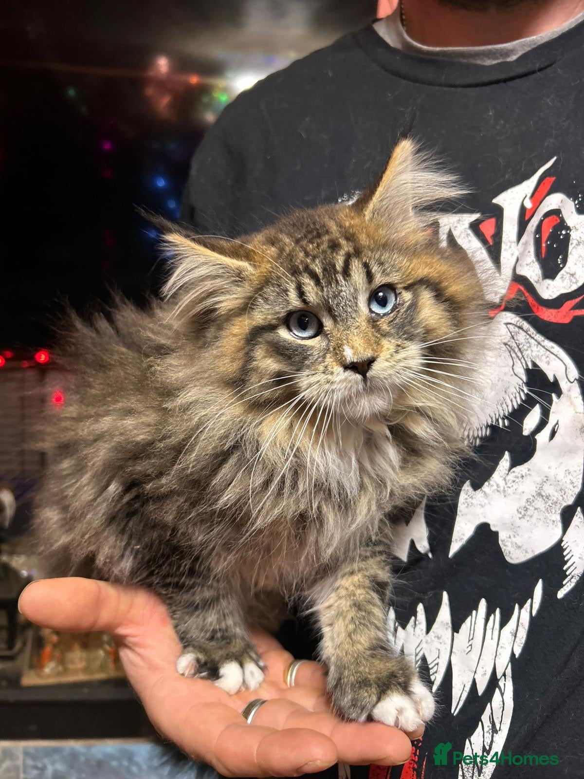 Ragdoll cats Blue Eyed Maine Coon Kittens. Ready Now.  - Advert 2